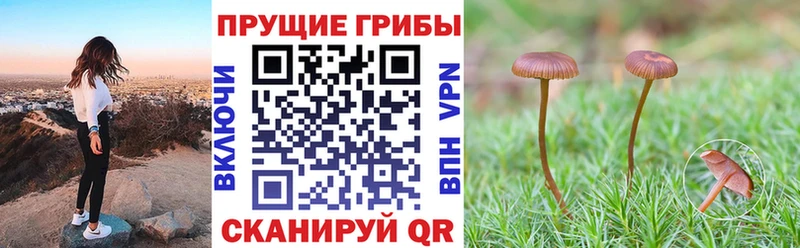 Псилоцибиновые грибы Psilocybine cubensis  Лесосибирск 